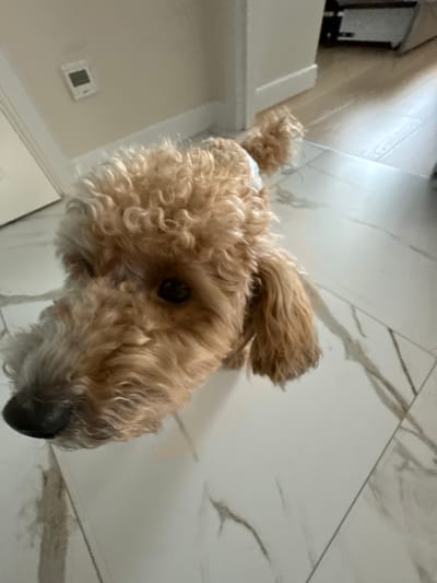 A medium shot captures a light brown poodle with curly fur, looking down from a slightly elevated perspective. The dog's head is angled, with its dark nose and one eye visible. It appears to be standing on a floor with large, light-colored marble-patterned tiles, which are laid out in a grid. In the background, a white wall with a light-colored thermostat is visible on the left, and a wooden floor is on the right, suggesting an indoor setting. The image does not provide specific details about the city of Pervomaysky, Russia.