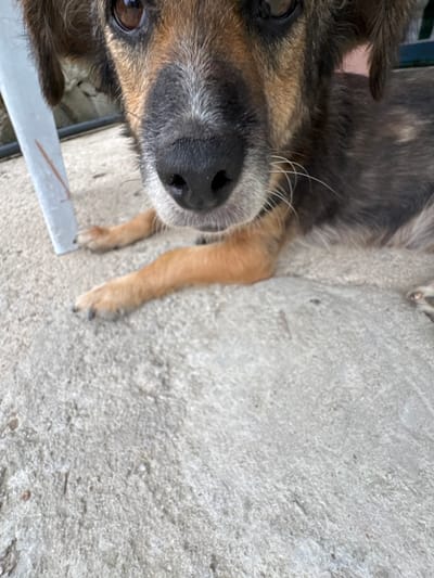 An extreme close-up, eye-level shot focuses on the face of a dog lying down on a concrete surface. The dog's snout, eyes, and front paws are visible. Its fur is a mix of brown and black, with some white markings on its nose. The dog appears to be relaxed, with its head resting on its paws. The background is blurred, but suggests an outdoor setting, possibly a yard or patio, with a glimpse of what looks like a white chair leg on the left side of the frame. The overall impression is one of intimacy and a candid moment captured. The image was taken in Sredets, Bulgaria.