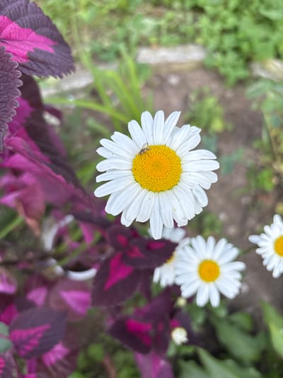 In this close-up shot, a single daisy with white petals and a bright yellow center is the prominent subject. A small insect, possibly a fly, is visible on one of the daisy's petals. The daisy is set against a blurred background of green foliage and dark purple and pink leaves, suggesting a garden setting. In the upper right and upper left corners, parts of other daisies are visible, indicating a cluster of these flowers. The lighting suggests it is daytime, and the image appears to be taken outdoors. The overall impression is one of nature and a peaceful garden scene. The location is specified as Blagoveshchensk, Russia. There is no visible text in the image.