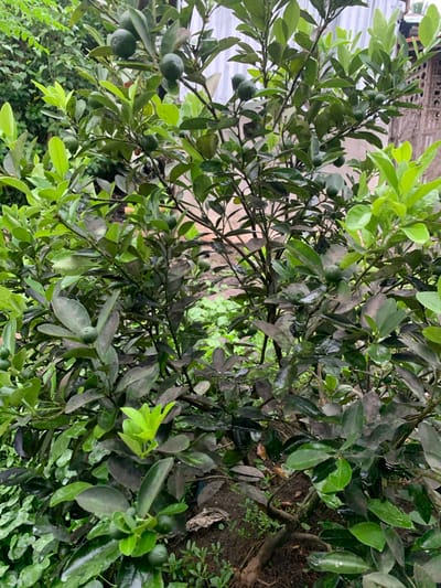The image shows a close-up of a calamansi tree with small green fruits and dense foliage. The leaves are a mix of dark green and lighter, new growth. Some leaves appear to have water droplets on them, suggesting recent rain or watering. The background is out of focus but hints at a yard or garden setting with some structure visible. The scene is likely outdoors, as indicated by the natural lighting and vegetation. There are no people or animals visible in the image. The overall impression is one of a healthy, fruit-bearing plant in a natural environment.