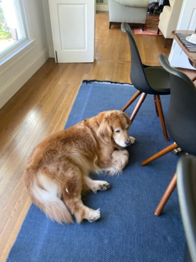 The image shows a golden retriever dog lying on a blue rug in a living room in Rye, New York (latitude: 40.952, longitude: -73.708). The dog is facing the camera, its head resting on its paws. Two black chairs with wooden legs are in the background. The floor is wooden, and there is a window and a white door in the background. The room is well-lit, and the dog is the primary subject of the image. The dog's tail is facing the camera, and its body is oriented towards the left of the image. The rug is textured and patterned. The chairs are both positioned at an angle, and the wooden legs of the chair in the foreground are in the foreground. The scene is quiet and peaceful.