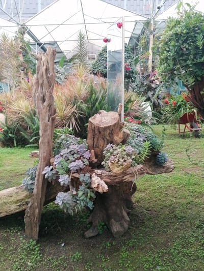 This image depicts a lush botanical display within a greenhouse or large plant nursery, set in Lạc Dương, Vietnam. The central focus is an artful arrangement of weathered wooden logs and tree trunks, which serve as planters for a vibrant collection of succulents.
In the foreground and center, a tall, gnarled wooden trunk stands vertically, while several other substantial logs are horizontally and diagonally intertwined, forming a natural, multi-tiered structure. Nestled within and upon these logs are numerous varieties of succulents, including various Echeveria and Sedum species, characterized by their rosette shapes and trailing forms. These plants showcase shades of pale green, blue-gray, and subtle purple hues.
The surrounding environment is rich with diverse vegetation. The background features a dense array of tropical and subtropical plants, including tall, spiky foliage plants resembling Dracaena or Cordyline, abundant ferns, and broad-leafed green plants. Scattered red flowering plants add vivid pops of color throughout the scene. The ground is covered with green grass and small, leafy ground cover.
Interspersed within the display are reflective mirrors that subtly blend with the foliage, reflecting parts of the surrounding greenery and red flowers. In the mid-ground, a red wheelbarrow is partially visible, suggesting ongoing garden maintenance or serving as a decorative element. Overhead, the clear or translucent panels and the metal framework of the greenhouse structure are prominently displayed, indicating a controlled growing environment. A small security camera is also visible attached to a beam.
The scene is brightly and evenly lit, suggesting daytime conditions where light is diffused through the greenhouse roof. The overall atmosphere is tranquil and verdant, showcasing a meticulously cultivated botanical exhibit. No people are present, and there is no visible text in the image.