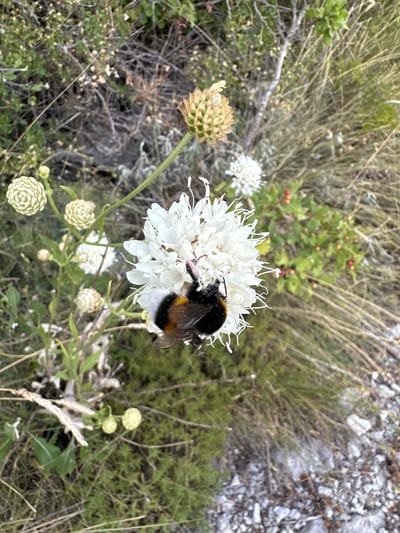 A bumblebee is seen on a white flower in the city of Brajici, Montenegro. The bumblebee is positioned in the center of the image, with its body resting on the petals of the flower. The flower is white and has delicate petals. The background of the image consists of green foliage and dry grasses. The scene appears to be in a natural, outdoor environment.