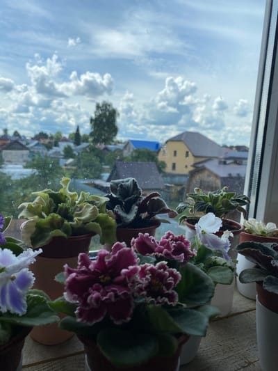 This image shows several African violet plants with flowers in various shades of purple and white, potted in brown and white containers. The plants are positioned on a windowsill, with a view of a suburban landscape through the glass. The scene outside depicts a collection of houses with pitched roofs, some appearing to be older structures with yellow and beige facades. Trees are scattered throughout the view, and a bright blue roof is visible in the distance. The sky is cloudy, with large, puffy white clouds against a blue backdrop, suggesting it might be daytime. The overall impression is a peaceful, domestic scene with houseplants placed on a windowsill, overlooking a residential area. The image is oriented vertically, with the sky and distant landscape appearing to the left and the potted plants and windowsill to the right. There is no visible text in the image.