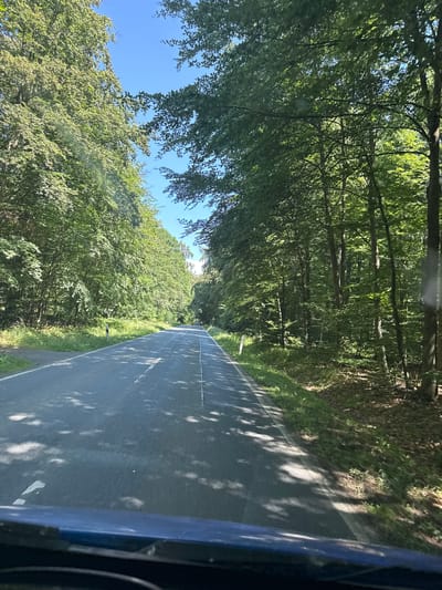 The image shows a view from the perspective of a vehicle driving on a paved road through a dense forest. The road has white dashed lines marking the lanes, and is bordered by lush green grass and trees on both sides. The trees are tall with full canopies, casting dappled shadows on the road. The sky is clear and blue. There are no people or other vehicles visible in the image. The scene suggests a scenic drive through a wooded area, possibly in the countryside. The specific location in the city of Niederwetz, Germany, is not discernible from the visual content of the image alone; it would require external information or context to confirm.