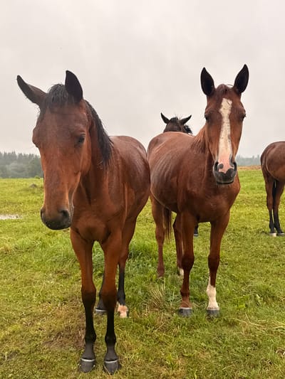 In a grassy field, two brown horses stand facing forward. The horse on the left has its head tilted slightly down, while the horse on the right has a white blaze on its face. Their coats appear wet. The background shows a line of trees under an overcast sky. The location is a rural area, likely in or near Galinė, Lithuania.