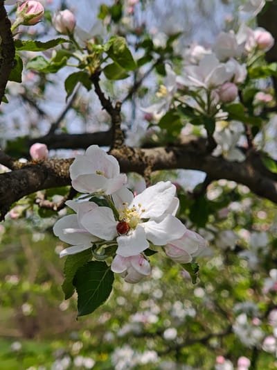 The image shows a close-up of apple blossoms on a tree branch. The blossoms are white with a hint of pink. A red ladybug with black spots is visible on one of the flowers. The background is blurred, showing other blossoms and greenery. The location is Parkhomivka, Ukraine.