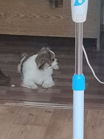 A small, fluffy dog with white and brown fur sits on a wooden floor. The dog is facing to the right, with its head slightly turned towards the viewer. Its ears are perked up, and it appears to be alert. Next to the dog is a portion of a white and blue fan on a silver pole. The fan has a blue button and some ventilation slits. The background consists of a wooden floor with horizontal lines. The lighting suggests it could be daytime, indoors. The overall scene is calm and domestic. No text is visible in the image.