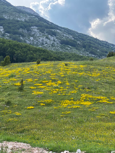 A wide-angle, slightly high-angle, daylight exterior shot captures a verdant, hilly landscape at Motički gaj, Montenegro. The foreground is a rocky, gravelly path leading to a sloping meadow densely populated with small, vibrant yellow wildflowers. A few scattered evergreen shrubs and trees dot the grassy incline. In the mid-ground, the meadow continues to ascend, also covered in patches of yellow wildflowers and taller green grass. A line of dark green trees forms a distinct border along the base of a large, rocky mountain that dominates the background. The mountain's slopes are textured with exposed rock faces and patches of dense green vegetation. The sky above is partly cloudy, with bright white cumulus clouds interspersed with patches of blue. A ski lift is visible on the left side of the mid-ground, crossing over the treeline and into the mountain. The overall scene evokes a natural, serene mountain environment.