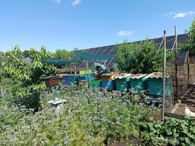 The image captures a sunny day scene at an apiary in Artsyz, Ukraine. The foreground is dominated by a field of blooming purple phacelia, a plant known for attracting bees. To the right, a white chicken pecks at the ground. In the midground, a line of colorful beehives is arranged. There are several blue, green, and yellow beehives, some with visible entrances. A person in protective beekeeping gear, wearing a blue shirt and a veiled hat, is tending to the hives, suggesting an active beekeeping operation. A large glass jar sits on a concrete pedestal in the flower field, possibly for water or a sugar solution for the bees. Behind the beehives, rows of solar panels are visible, indicating a blend of traditional beekeeping with modern renewable energy technology. Trees with green foliage are interspersed with the solar panels. The sky is clear blue with a few wispy clouds. The time stamp at the bottom right corner reads "25.06.2026 10:46", suggesting the photo was taken around mid-morning. The overall atmosphere is one of a productive, rural setting with a focus on apiculture and sustainable energy.