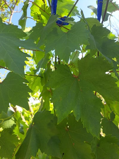 This is a close-up, low-angle shot of vibrant green grape leaves against a bright blue sky. The leaves are large and deeply lobed, with visible veins and serrated edges. Some leaves are illuminated by the sun, creating a dappled effect, while others are in shadow. Thin, reddish stems connect the leaves to unseen branches.

Partially visible in the upper left and mid-left of the frame are sections of a bright blue object, appearing to be a pole or support structure, possibly used for training the grapevines. This object has a slightly reflective surface. In the background, blurred foliage and branches suggest an outdoor setting, likely a vineyard or garden.

The lighting indicates it is daytime, with a clear sky suggesting fair weather. The image evokes a feeling of natural growth and the bounty of a summer day. There is no visible text in the image. The location is identified as Vypasne, Ukraine.