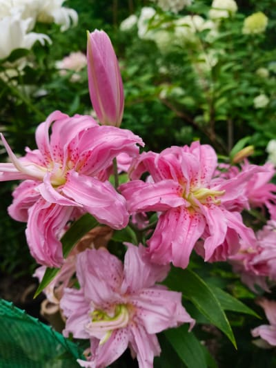 A close-up, eye-level shot features several pink lilies in full bloom and a single pink lily bud. The lilies are a vibrant pink with darker pink spots on their petals, and a yellow-green center. The foreground is dominated by these flowers, with their delicate, layered petals. In the background, out of focus, are more white lilies and lush green foliage, suggesting a garden setting. The lighting is soft, possibly from an overcast day or dappled shade. There are no people or animals visible. The image appears to be taken outdoors in a garden or park. The specific location of Kalinovoye ozero, Russia, is not evident from the visual information in the image.