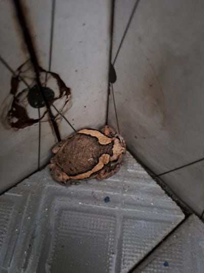In the corner of a room, a frog with brown and yellow markings sits on a tiled surface. The walls are tiled in a neutral color, with some visible grout lines and slight discoloration. In the upper left corner of the image, there is a damaged area of the wall with exposed brown material underneath the tiles. The floor is also tiled with a grey pattern.