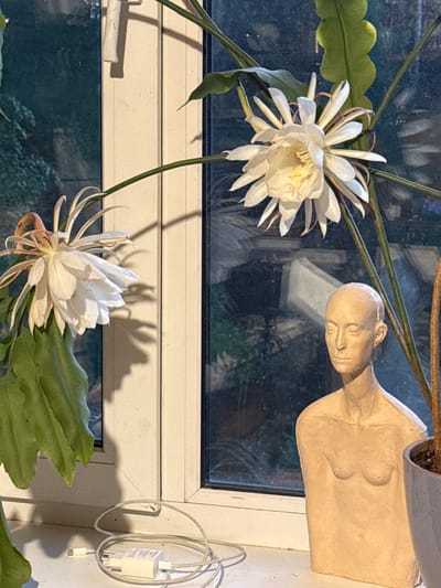 A close-up, horizontal shot features a plant with large, white, multi-petaled flowers and broad green leaves in the foreground. One flower is in full bloom at the top left of the frame, while another is partially visible at the bottom right. The plant's stems are thick and green.
In the background, a window with a grid of panes is visible. Reflected in the glass are outdoor elements like trees and structures, suggesting an evening or overcast day. The interior side of the window frame is painted white.
To the right of the window, a beige, abstract sculpture of a human torso and head is positioned on a brown ledge. The sculpture is smooth and stylized, with the head turned to the left, facing the flowers. A white electrical cord with a charger is plugged into an outlet on the wall to the right of the sculpture.
The lighting is soft, casting shadows from the plants and sculpture onto the wall and window. The overall mood is calm and still, highlighting the beauty of the blooming flowers and the contrasting artwork. The location is identified as Voeikovo, Russia.