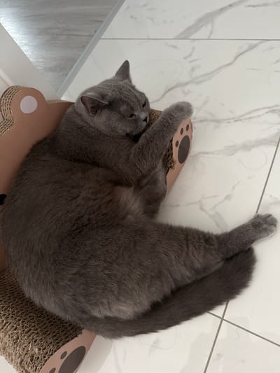 A British Shorthair cat with gray fur is resting on a cardboard scratching post, which is shaped like a bear. The cat is lying on its back with its legs stretched out. Its front paws are near its face, and its tail is curled around its body. The scratching post has paw prints on it. The cat is on a white tiled floor with marble-like patterns. The lighting suggests it is daytime, and the setting appears to be indoors, possibly a home. The cat's eyes are closed, giving it a relaxed or sleepy appearance.