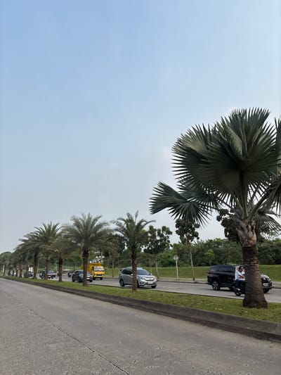 The image depicts a street scene in South Tangerang, Indonesia, characterized by a road lined with palm trees. On the right side of the road, a large palm tree with a thick trunk and fan-shaped fronds stands prominently. Adjacent to it, a black SUV is parked, and a man in a white shirt and dark pants is riding a scooter. Further down the road, a silver SUV is visible. On the left side of the road, a procession of palm trees lines the median. Several vehicles are traveling in the same direction as the camera. These include motorcycles, a dark grey sedan, and a yellow truck with lights and equipment on its flatbed. The road surface appears to be asphalt, with clear lane markings. Beyond the road, there is a grassy embankment and a line of trees and vegetation, suggesting a suburban or park-like environment within the city. The sky is clear and light blue, indicating daylight.