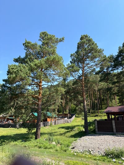 This is a medium-shot, eye-level photograph of a rural scene in Cheposh, Russia, under a clear blue sky. In the foreground, a patch of grey gravel and rocks sits to the right, bordered by green grass and vegetation. To the left of the gravel is a dark brown wooden fence with stone pillars, leading to a small, brown-roofed gazebo-like structure.
The middle ground of the image is dominated by a grassy slope dotted with trees. Two large pine trees with thick, brown trunks and dense green foliage stand prominently in the center and to the left of the frame. Behind these trees, a weathered wooden fence runs horizontally across the scene, separating the grassy area from what appears to be a residential property. On the left side of this fence, a multi-story wooden house with a dark roof and white-trimmed windows is visible, along with a red tractor parked nearby. Further back, more wooden houses with green roofs are nestled among the trees.
The background features a dense forest of tall, slender pine trees covering a hillside. The overall environment suggests a tranquil, nature-rich setting, typical of a dacha or village area. There are no people visible in the image.