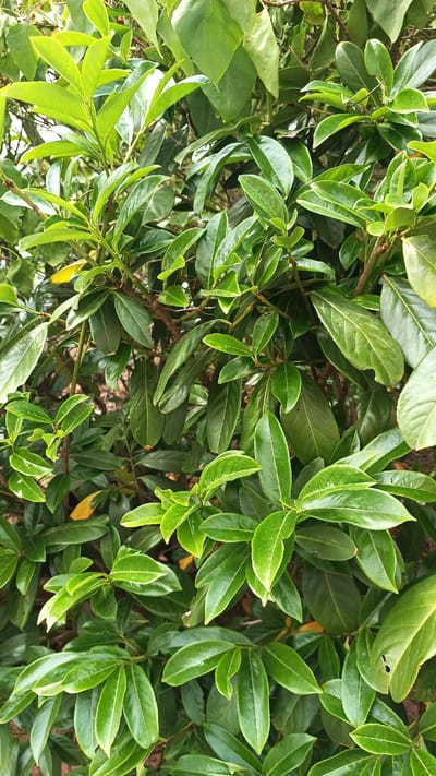 The image shows a close-up view of a dense evergreen shrub with many glossy, dark green leaves. The leaves are oval-shaped with slightly serrated edges and are arranged alternately on woody stems. Some leaves appear lighter green or yellowish, suggesting new growth or a slight nutrient deficiency. The lighting suggests an outdoor setting, possibly in natural daylight, with some dappled light filtering through the foliage. The background is a blur of more green leaves and hints of brown branches, indicating a thick planting. The scene is devoid of any people, animals, or man-made structures, presenting a purely botanical subject. The location in Nuremberg, Germany, is not discernible from the visual information presented in the image itself, as there are no identifying landmarks or environmental clues.