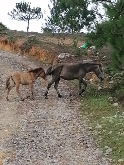 The image captures a rural outdoor scene, likely in Lạc Dương, Vietnam, featuring two horses walking on an unpaved, gravelly path. An adult horse, appearing somewhat emaciated and dark grey, leads the way with its head lowered, possibly grazing or inspecting the ground. Behind it walks a smaller, light brown foal with a darker mane and tail. Both animals are moving towards the right side of the frame.
The setting includes a prominent hillside on the left, characterized by exposed reddish-brown earth and sparse vegetation. Pine trees are scattered across the landscape, with some prominent in the background and one on the right foreground, partially obscuring the view with its green needles. The path is composed of light-colored gravel and rocks. In the background, on the hillside, a bright green plastic bag or piece of litter is visible, indicating a degree of human impact on the environment.
The time of day appears to be daytime, under overcast conditions, as suggested by the soft, diffused lighting and the absence of strong shadows. There are no people visible, nor any discernible text in the image. The scene portrays a natural, rugged environment where animals coexist with some signs of human activity.