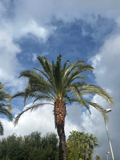 The image depicts an outdoor daytime scene in Pineda de Mar, Spain, dominated by a large palm tree against a partly cloudy sky. The central subject is a tall palm tree with a robust, textured dark brown trunk and numerous green fronds fanning out. A portion of another palm tree is visible on the far left. Below the palm fronds, dense green foliage, likely shrubs or smaller trees, forms a verdant base. Further back, additional palm trees and a coniferous tree are present on the right. The sky overhead features patches of bright blue interspersed with white and grey clouds of varying density. On the right side of the frame, a modern street light with a tall grey pole and a horizontal lamp fixture extends upwards. A second, smaller streetlight is partially visible in the background further to the right. No people or animals are visible.