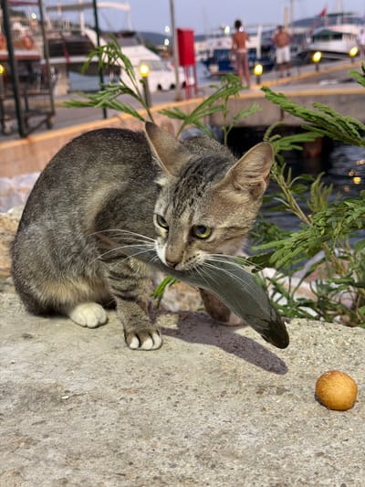 A tabby cat is holding a small fish in its mouth, with a green leafy branch in the foreground partially obscuring its face. The cat is sitting on a rough, light-colored concrete surface. To the right of the cat, a small, round, golden-brown cookie or biscuit rests on the concrete. The background is blurred but appears to be a waterfront scene, likely a harbor, with boats and lights visible, suggesting a late afternoon or evening time. The lighting indicates it is daytime, possibly late afternoon due to the warm glow on the cookie and the shadows cast. The cat's gaze is directed slightly to the left, and it appears alert. The overall impression is of a natural, urban wildlife scene, possibly in a coastal town given the harbor setting.