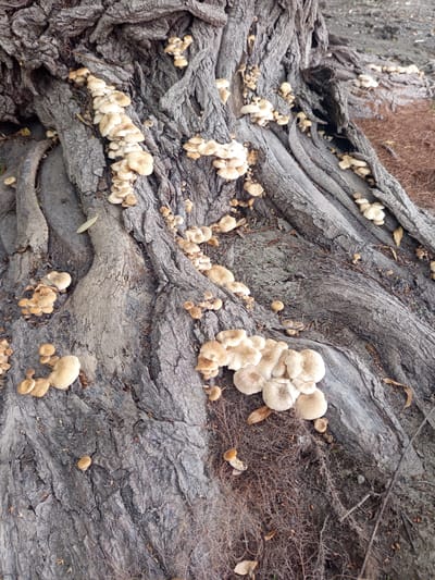 A close-up, high-angle shot shows the gnarled roots of a large tree covered in clusters of small, light-brown mushrooms. The tree bark is rough and deeply grooved, with a gray, weathered appearance. The mushrooms vary in size, with some appearing as small knobs and others as more developed caps with visible gills underneath. They are clustered in groups along the contours of the roots and in crevices of the bark. Dried leaves and fine, twig-like debris are scattered around the base of the tree and among the roots. The background is slightly blurred, showing more of the tree trunk and the surrounding ground which appears to be dry soil or pine needles. No people or animals are visible in the image. The scene appears to be in an outdoor, natural setting, likely a park or forest area within Калыс-Ордо жаңы курулушу, Kyrgyzstan.