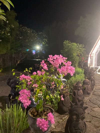 This is a nighttime photograph taken in Buleleng, Indonesia, likely an outdoor seating area. In the foreground, a potted bougainvillea plant with vibrant pink flowers is prominently displayed. To the right of the plant, a row of small, dark, ornamental statues with distinctive faces are arranged along a cobblestone pathway. Behind the bougainvillea, a dark-colored vehicle is parked. The background is dimly lit, with trees and foliage visible, suggesting a garden or a lush outdoor setting. A light fixture illuminates the scene from above, casting a warm glow.