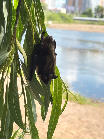A bat hangs upside down from a leafy branch with its wings folded. The bat is dark brown and furry. In the background, a body of water with reflections of clouds is visible, with a sandy bank and buildings on the far side. The scene appears to be outdoors in a natural setting within a city.