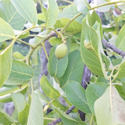 A close-up, slightly blurred photograph shows a cluster of green leaves and branches of a tree. A single, small, light green, oval-shaped fruit is visible, hanging from a stem. The fruit has a slightly bumpy texture and a tiny black speck is visible on its surface. Some of the leaves are a vibrant green, while others are a lighter, almost yellow-green. The branches are thin and have a woody texture. In the background, the environment is out of focus, suggesting a natural setting such as a garden or park. No people are present in the image. The context of Mechelen, Belgium, is not visually ascertainable from the photograph.
