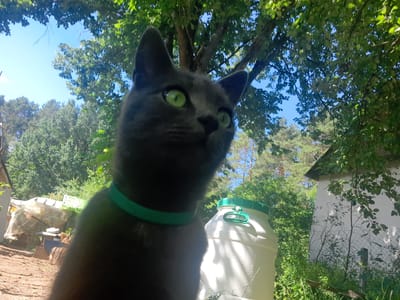 A close-up, low-angle, full shot captures a grey cat with vibrant green eyes in the foreground. The cat is wearing a green collar and is looking towards the upper right of the frame. Behind the cat, to the right, is a large, white plastic barrel with a green lid and handle. In the mid-ground, a white building with a dark roof is visible, partially obscured by trees and foliage. To the left of the barrel and building, a structure covered in translucent plastic sheeting is present, with various objects and wooden elements underneath. The background consists of a dense forest with lush green trees under a clear blue sky. The ground in the foreground appears to be dirt or woodchips. The scene is outdoors, likely in a rural or suburban area.