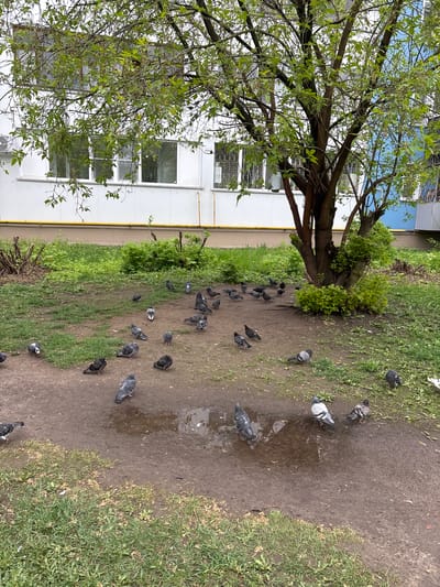 The image depicts a scene in Kurovskoye, Russia, featuring a group of pigeons gathered near a building. The pigeons are dispersed on a dirt path and grassy area adjacent to a light-colored building with multiple windows. A tree with leaves is visible to the left of the building. There is a yellow stripe along the building's facade. Some puddles are present on the ground near the pigeons. The environment suggests a somewhat urban setting, possibly a park or open area near residential or commercial buildings.