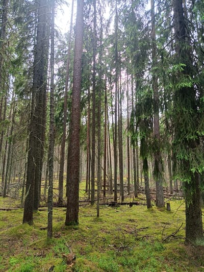 The image depicts a dense forest with tall coniferous trees. The ground is covered in lush green moss and scattered fallen branches. The lighting suggests an overcast sky filtering through the dense canopy. No people or specific structures are visible. The scene is one of a natural, untamed woodland environment.