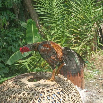 An adult rooster stands centered on an inverted, light-brown, circular woven bamboo chicken coop, which features a central opening. The rooster displays a red comb and wattles, a dark grey head and neck, and iridescent black, brown, and green plumage. Its head is lowered and angled to the left. To the right of the coop, a dark, cylindrical object, possibly a metal drum, is partially visible with dark, viscous stains on its surface. The ground adjacent to this object consists of light-colored dirt and gravel, with minor scattered white plastic debris. The background on the left is dominated by dense, broad-leaf green foliage, including discernible banana leaves and tree trunks. The background on the right features tall, narrow-leaf green plants. The scene is outdoors under bright daylight in Pasir Muncang, Indonesia.