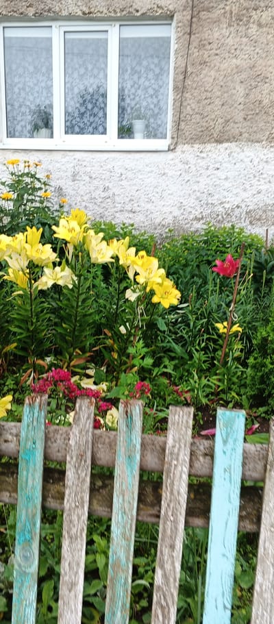The image depicts a garden in front of a building with a textured, light-colored facade and a white, multi-pane window. The garden is filled with various flowers, prominently featuring a cluster of bright yellow lilies and some smaller red flowers at the base. A single bright pink lily stands out amidst the greenery. In the foreground, a weathered wooden fence with vertical planks, some painted with peeling turquoise and gray, runs across the image. The location is specified as Podgornoye, Russia. There are no people visible in the scene, and the overall impression is that of a well-maintained, residential outdoor space.
