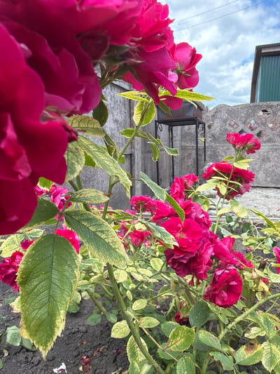 The image shows a close-up view of bright pink roses blooming in an outdoor setting. The roses are clustered together, with some fully open and others still in bud. Their petals are a deep, vibrant pink, and some have delicate folds. Interspersed with the flowers are green leaves, some of which have a variegated pattern of yellow and green. The leaves appear healthy, though some show signs of slight discoloration or browning at the edges.

Behind the roses, a weathered stone wall is visible. The wall has a rough texture and appears to be part of a building. A small black metal decorative shelf or bracket is attached to the wall. Above and to the left of the wall, a portion of a blue sky with white clouds is seen, suggesting it is daytime. The light appears bright, indicating a sunny or partly cloudy day.

The ground in the foreground and background is covered in dark soil, with a few fallen rose petals scattered on it. The overall impression is of a garden or yard, likely in a residential area. There are no people visible in the image. The scene conveys a sense of natural beauty and the lushness of a blooming garden. The details suggest it is a warm day, likely during the growing season. The location context provided is Velyki Osniaky, Ukraine.