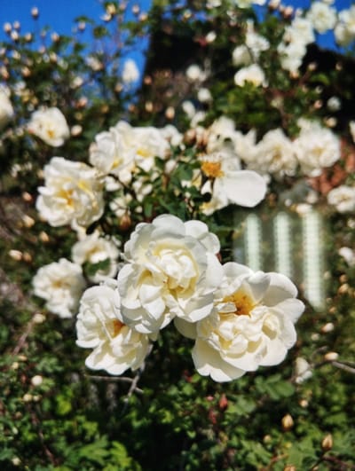 The image displays a cluster of white roses in bloom, set against a backdrop of green foliage and a bright blue sky. The flowers exhibit multiple layers of delicate white petals, with hints of yellow at their centers. The composition is dominated by the roses, with the surrounding greenery and sky providing context. The image quality is somewhat blurred, suggesting it was taken with a handheld camera or phone with a focus challenge. The scene appears to be an outdoor setting, possibly a garden or a natural landscape, given the abundance of flowers and greenery. There are no people or animals visible in the image, nor are there any man-made structures that are clearly identifiable, apart from what appears to be a blurred vertical pattern in the background which might be a fence or architectural element. The overall impression is one of natural beauty and tranquility, characteristic of a garden setting in bloom.