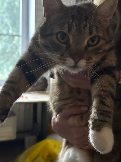 A close-up, upside-down shot focuses on the face of a tabby cat being held. The cat's fur displays a pattern of brown and black stripes with white accents, particularly on its paws. Its large, expressive eyes, with dark pupils and yellowish irises, gaze directly at the camera. Long, white whiskers fan out from its muzzle, and its pink nose is visible.

The cat's head and upper body are being cradled in a person's hands, partially obscuring the background. The hands appear to be gently holding the animal. The background is softly blurred, suggesting an indoor setting. A bright yellow object, possibly a bag or cloth, is visible in the upper right portion of the frame.

In the lower part of the image, a blurry background reveals what appears to be a window with a view of green foliage outside, suggesting it's daytime. The soft, diffused light hints at natural light entering the room. The overall tone of the image is intimate and suggests a moment of affection between the cat and its owner. No visible text is present in the media file.