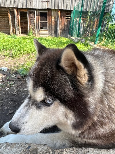 This is a close-up, eye-level photograph of a Siberian Husky resting outdoors in the village of Yaroslavka, Russia. The dog is lying down, facing left, with its head slightly lowered. Its distinctive blue eyes are visible, and its fur is a mix of black, gray, and white. The background shows a weathered wooden building with several openings, some with barred doors or windows. Green grass and foliage grow around the building, and a green chain-link fence is visible to the right. The ground appears to be dirt and gravel. The lighting suggests it is daytime, with sunlight casting shadows.