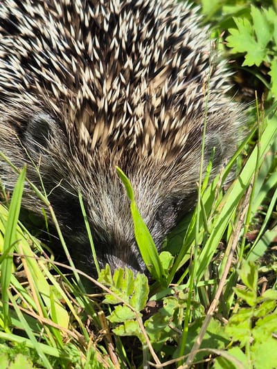 The image shows a close-up of a hedgehog in green grass. The hedgehog's quills are prominent, with alternating bands of dark brown/black and light brown/tan. Its fur is visible underneath the quills, appearing greyish-brown and fluffy. The hedgehog is partially obscured by blades of grass and other green foliage, some of which appear to be small leaves. The lighting suggests an outdoor, natural setting, likely during the daytime. No specific landmarks of Sarsk, Russia are visible.