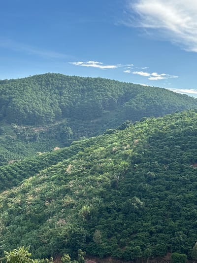 The image captures a verdant, mountainous landscape under a bright blue sky with scattered white clouds. The slopes are densely covered with lush green vegetation, appearing to be agricultural terraces or natural forests. In the mid-ground and foreground, the vegetation is a mix of dark green bushes and lighter green grasses or crops, with some taller plants interspersed. The overall impression is one of natural beauty and agricultural activity in a hilly region. Based on the provided context, this scene is located in Thôn 3, Vietnam.