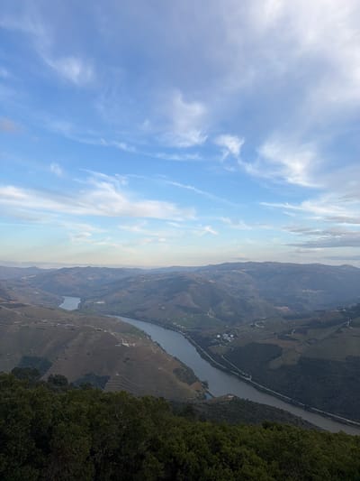This is a high-angle panoramic photograph capturing a segment of the Douro Valley, near Peso da Régua, Portugal. The scene primarily depicts a wide river valley with the Douro River winding through it. The upper two-thirds of the image display a light blue sky with scattered, thin, white cirrus clouds. The horizon line is hazy, indicative of distance.

In the midground and background, the wide, dark grey-blue river flows from the upper left to the lower right, exhibiting a prominent bend. The riverbanks on both sides are characterized by steep, undulating hills heavily cultivated with terraced vineyards, creating distinct horizontal lines across the landscape. These hillsides show varied shades of green and brown. Small clusters of buildings and infrastructure, including a winding road, are discernible along the right bank of the river. The foreground, at the very bottom of the frame, consists of dense, dark green foliage, suggesting the viewpoint is from an elevated, tree-covered position overlooking the valley. No individuals, animals, or explicit actions are observed within the frame.