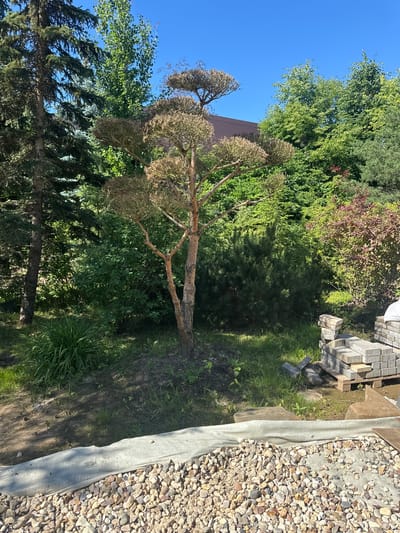 The image depicts an outdoor scene in the city of Zakharovo, Russia, likely a garden or backyard under construction. In the center, a small, bare-branched tree with a distinctly shaped canopy, resembling a topiary, stands on a patch of dark soil surrounded by grass. To the left, a tall evergreen tree with dark green needles dominates the frame, with other trees and dense green foliage forming the background. In the lower right corner, a stack of gray paving stones on a wooden pallet, along with loose paving stones and a large, flat rock, suggest ongoing landscaping work. A layer of light gray fabric, possibly landscape fabric, lies between the foreground gravel and the area with the paving stones. The sky above is a clear, bright blue, indicating a sunny day.