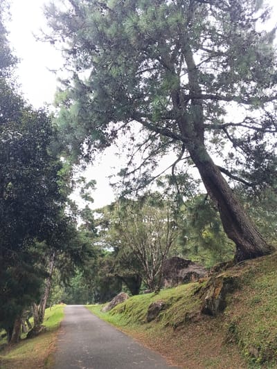 A winding paved road leads through a verdant landscape. Lush green foliage borders the path, including a large pine tree leaning over the road from a grassy, rocky embankment. The sky is overcast, creating soft lighting on the scene. The path disappears into the distance, flanked by trees and hinting at a peaceful journey.