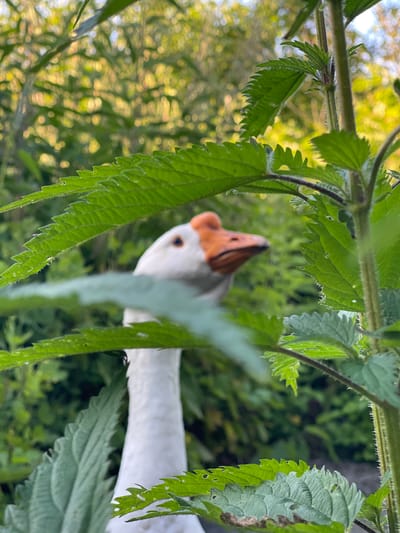 The image shows a white goose with an orange beak looking through green leaves. The goose's head and neck are visible, with its eye looking towards the camera. The leaves are sharp and serrated, and they fill the foreground of the image, obscuring parts of the goose and the background. The background is blurred and consists of green foliage and dappled sunlight, suggesting an outdoor setting. The time of day appears to be daytime, possibly morning or afternoon, given the bright sunlight. The scene is serene and natural, with the goose interacting with its environment. There is no visible text in the image. The location is identified as Заречный, Russia.