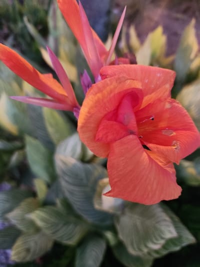 A close-up, vertical, high-angle, outdoor shot focuses on a bright orange Canna Lily flower in full bloom. The petals are a vibrant coral hue, with some appearing slightly curled and others pointed like delicate spears. The center of the flower reveals a more delicate pinkish-orange interior, with visible stamens topped by dark anthers and dark spots on the petals. The flower is surrounded by lush green foliage, with some leaves exhibiting a variegated pattern of light green and cream. The background is softly blurred, suggesting a garden setting in a city like Winter Park, Florida, United States of America. The lighting appears natural, possibly from late afternoon or early morning, casting a warm glow on the flower.