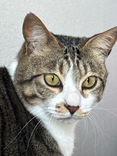 This is a close-up, head-and-shoulders portrait of a tabby cat with green eyes and white markings on its face and chest. The cat is looking towards the right of the frame. The background is a plain, light gray, suggesting an indoor setting. There is no discernible connection to Gwangju, South Korea, in this image.