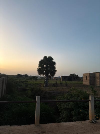 The image depicts a rural landscape in Rafin Bauna, Nigeria, at what appears to be dusk. A prominent palm tree stands in the mid-ground, silhouetted against a gradient sky that transitions from a soft yellow near the horizon to a pale blue overhead. To the right of the palm tree, a partially constructed building made of concrete blocks is visible. Several other structures, some appearing unfinished or in disrepair, are scattered across the landscape. The terrain is uneven, with patches of green vegetation and some tilled or barren land. A simple railing, supported by concrete posts, runs along the foreground, separating the viewer from a lower, overgrown area. A few animals, possibly cattle, are present in the fields near the structures. The overall impression is one of a developing or rural community.