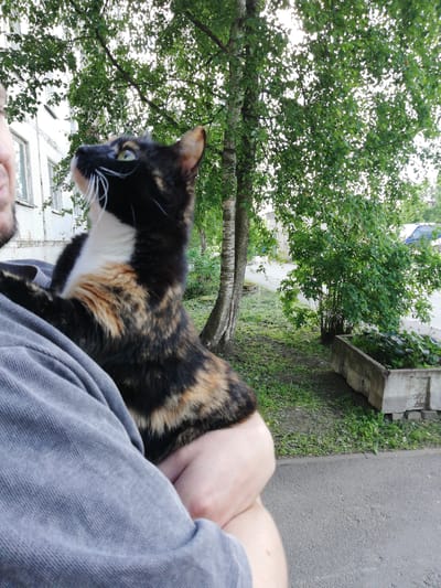 A person in a grey shirt holds a calico cat, which is looking up. In the background, there are trees, a white building, and a concrete planter. The scene is located on a street in the city of Tosno, Russia.