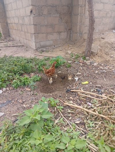 In Gulak, Nigeria, a brown hen and several chicks are gathered on the dry, dirt ground near a brick building. The ground is scattered with dried leaves, twigs, and some debris, including a yellow packet. Green vegetation grows around the area. A thin tree trunk stands to the right of the hen and chicks, and a portion of the rough brick wall of a building is visible in the background.