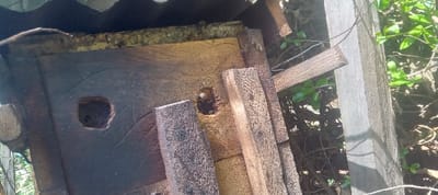 The image depicts an outdoor scene in Getenga ward, Kenya, featuring a wooden beehive. The hive, constructed from dark, weathered wood, presents two distinct openings on its visible face. Within one opening, a light-colored, possibly waxy substance is discernible, alongside a partially visible dark insect, consistent with a bee. A corrugated metal sheet partially covers the top of the hive. Multiple lighter-colored wooden planks are leaned against the hive's side. The background consists of dense green foliage and branches. No individuals are present. The scene is illuminated by natural daylight.